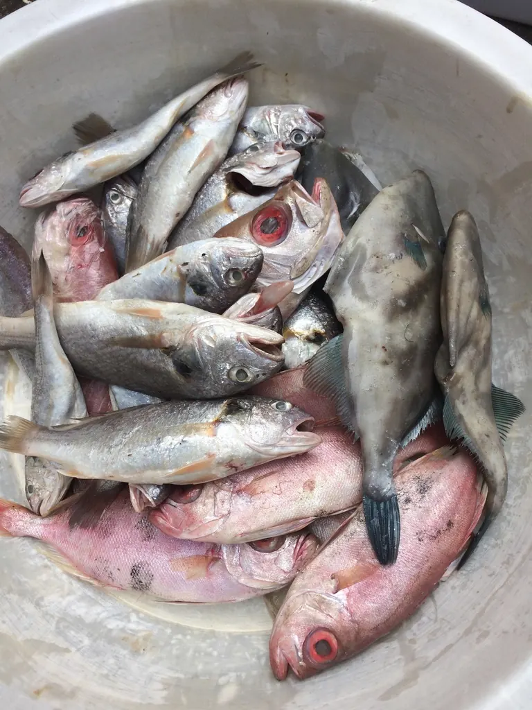 A basin of fish