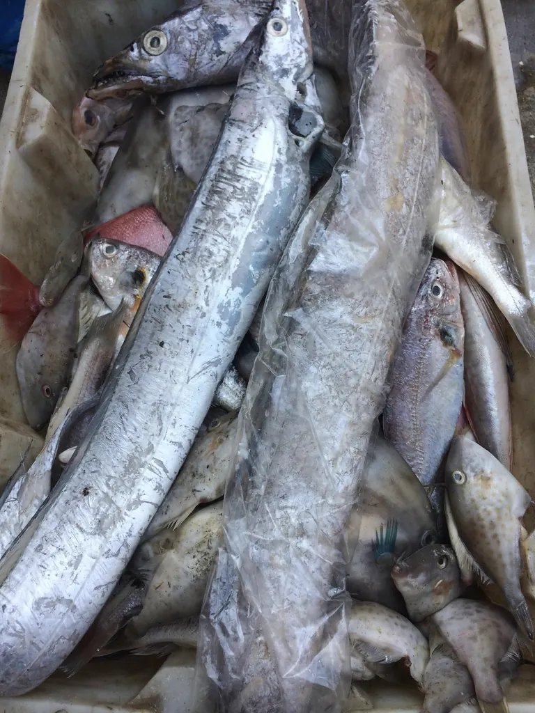 Catch details