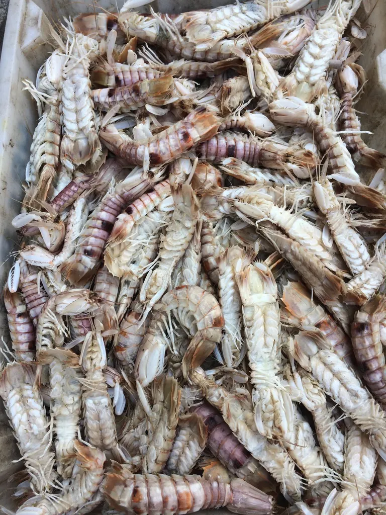Mantis shrimp up close