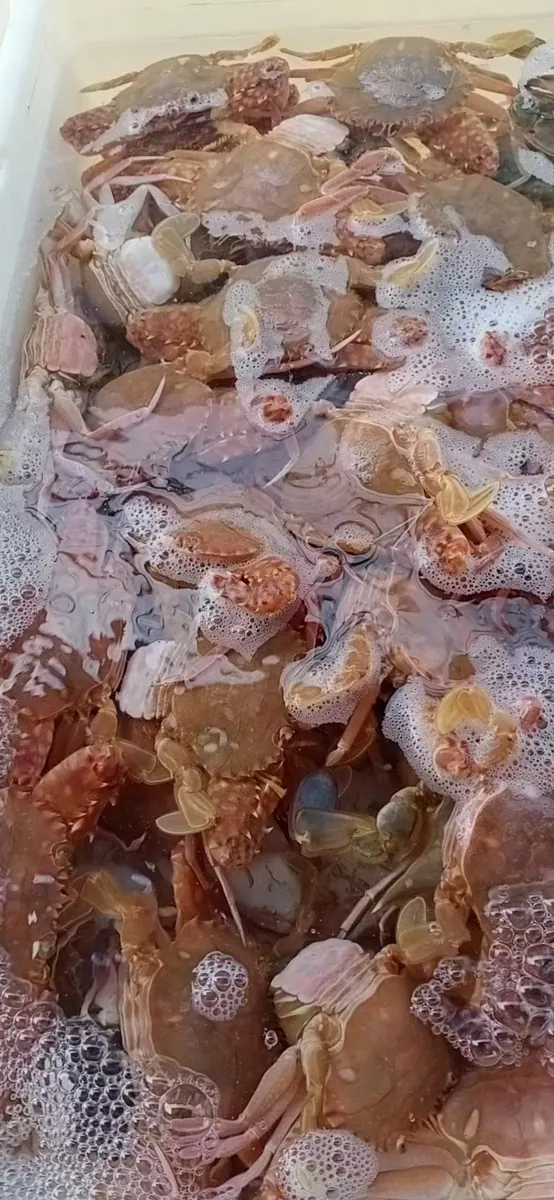 Crabs in water